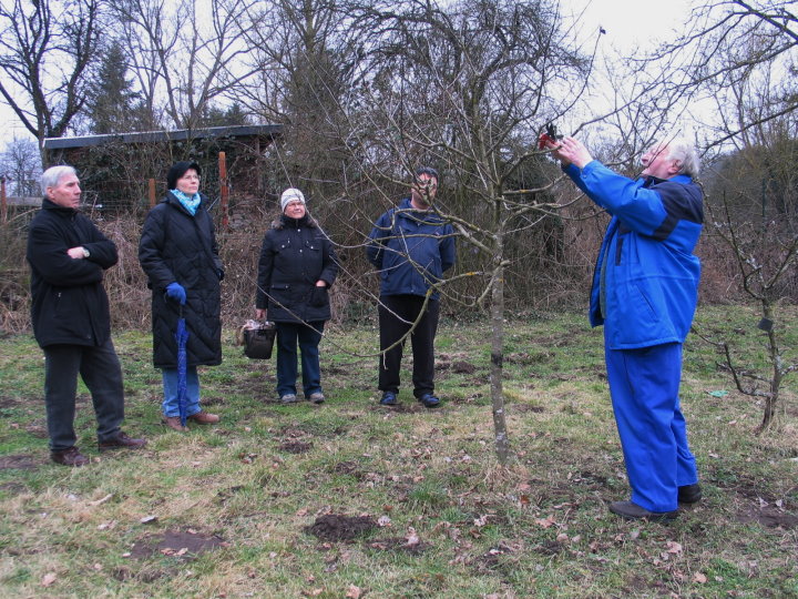 Werner Schneider zeigt den Erziehungsschneit bei einem jungen Baum.