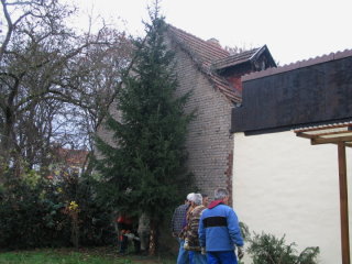 Der diesj�hrige Christbaum wurde im Garten des Kelterhauses gef�llt,