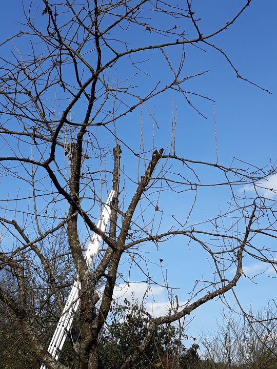 Leiter richtig anlegen und sichern.