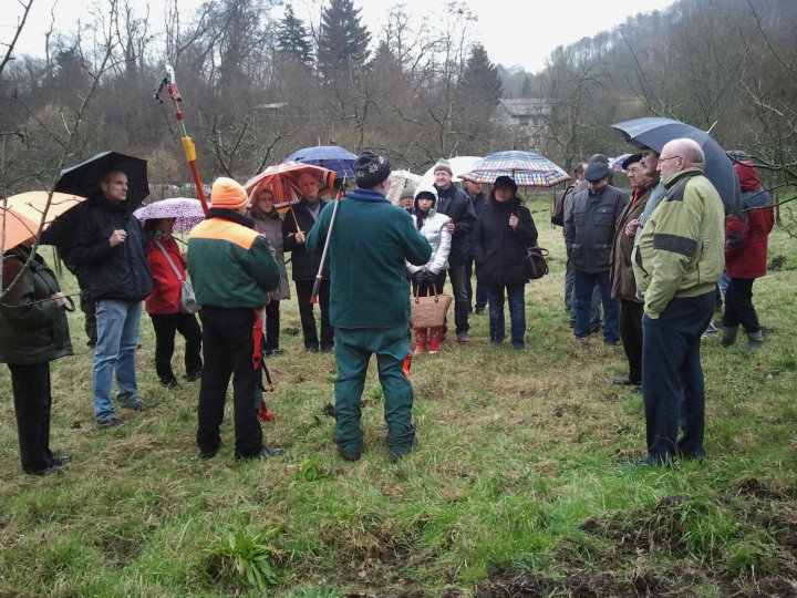 Hans Vogeley erkl�rte die Systematik des Obstbaumschnitts.