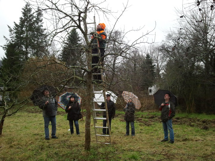 Franko Gagliardi zeigte einen Erziehungsschnitt bei einem �lteren Apfelbaum.
