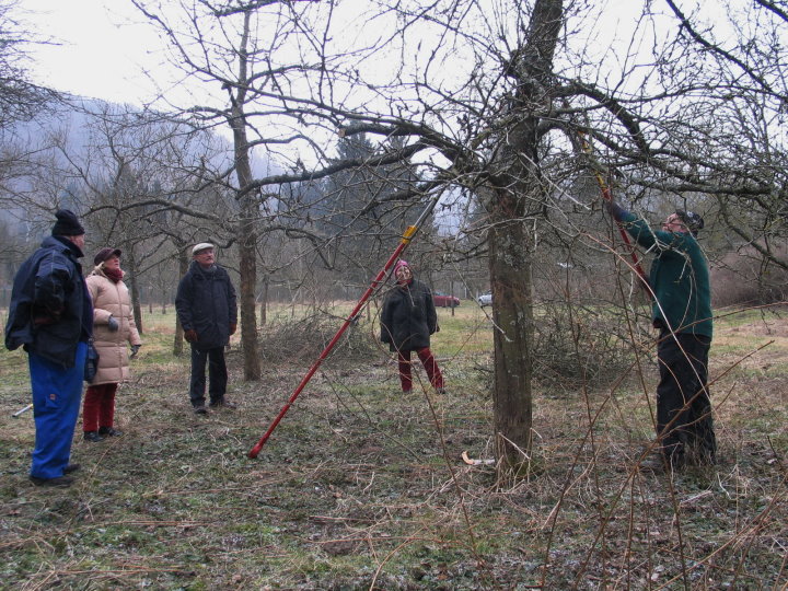 Ein kleiner Kreis von Zuschauern und Zuh�rern. Hans Vogeley erkl�rte die Systematik des Obstbaumschnitts. Krankheiten und deren Bek�mpfung werden von Franco erkl�rt. Werner ging auch auf spezielle Fragen der Teilnehmer ein.