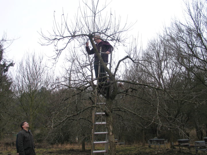 Zuerst wurde der Erziehungsschnitt ----