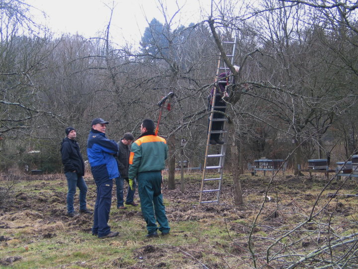 -----eines alten Baumes erkl�rt.