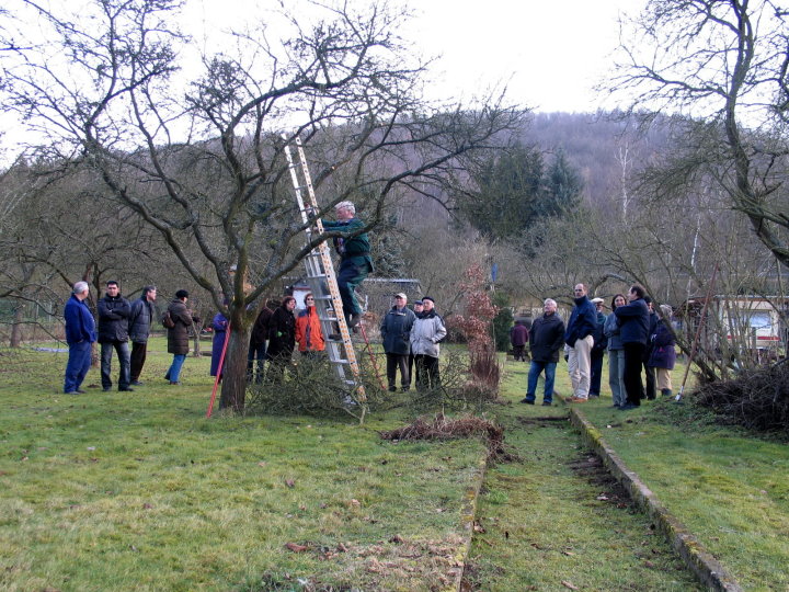 Hans Vogeley zeigte den interessierte Zuschauer wie ein sehr alten Baum geschnitten wird.