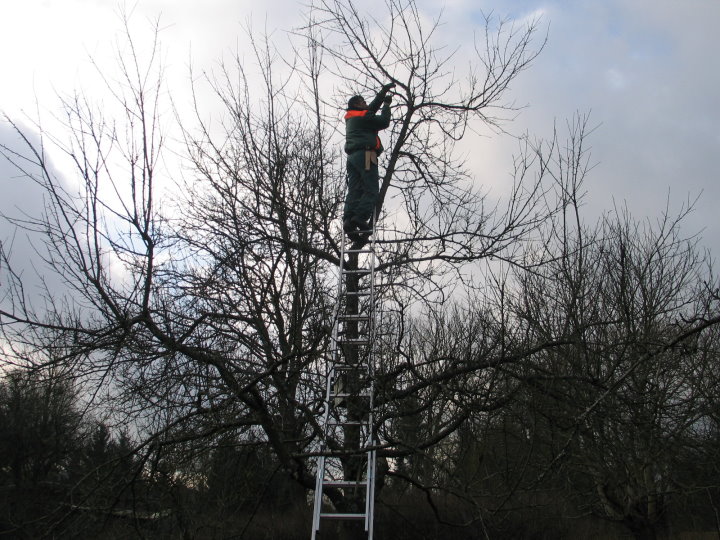 Franco will hoch hinaus, Erkl�rungen an einem alten Apfelbaum.