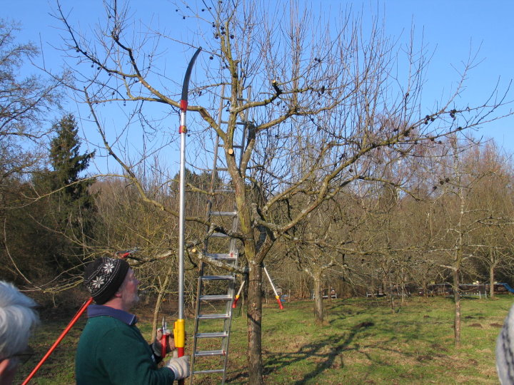Hier wird ein �lterer Baum in Form geschnitten.
