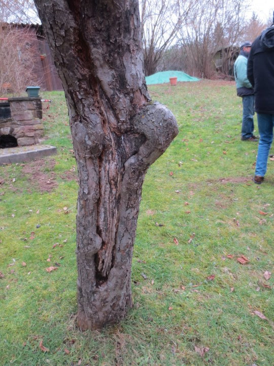 Er zeigt Zust�nde die zum Verlust eines Baumes f�hren.