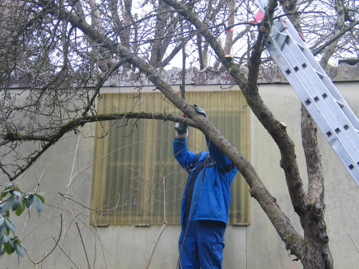 es gibt reichlich zu schneiden