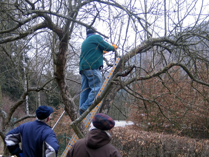 auch im n&auml;chsten Garten wurde seit Jahren nicht mehr geschnitten