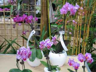 Orchideen�..