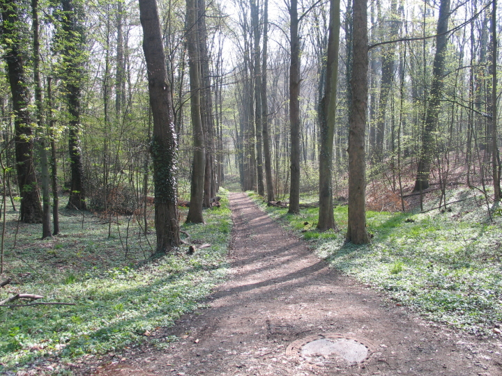 Hans Vogeley erkl�rte uns die Geschichte des Halbergs unter anderem diese Allee.