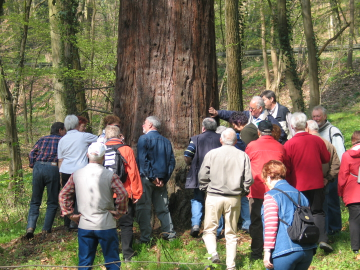 Dieser 160 Jahre alte Mammutbaum wurde bewundert.