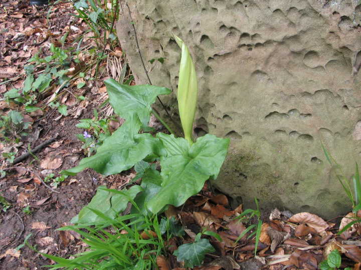 Seltene Pflanzen wie den Aronstab standen am Wegrand.