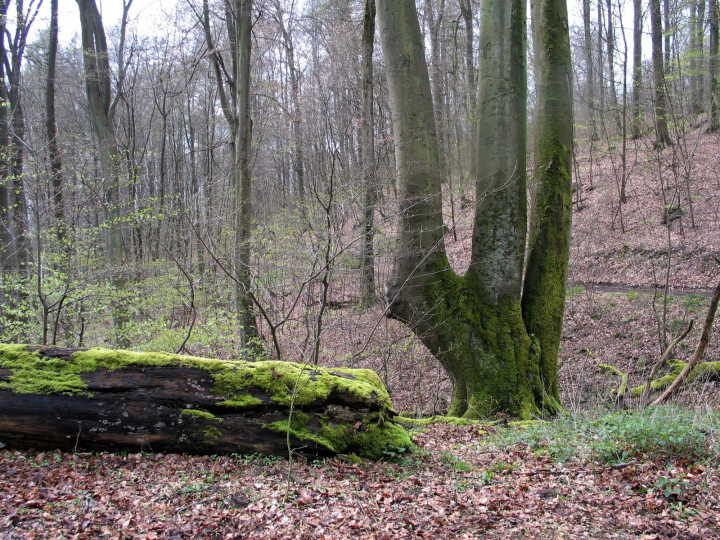 Interessante B&auml;ume wie die &bdquo;Harfe&ldquo; luden zum Verweilen ein.