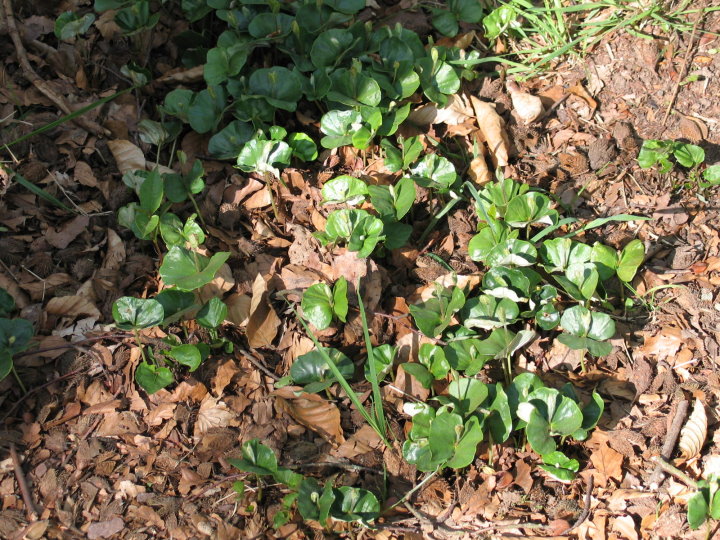 Hier konnten wir sehen wie sich Buchen vermehren.
