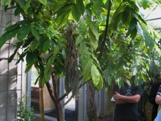 Durch cleveres Verhalten sch�tzen sich die Pflanzen vor Fressfeinden.