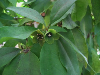 Eine Pflanze wandelt ihre Bl�ten von m�nnlich in weiblich.