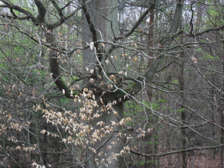 Interessante Baumformen.