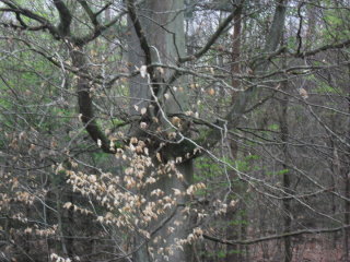 Interessante Baumformen.