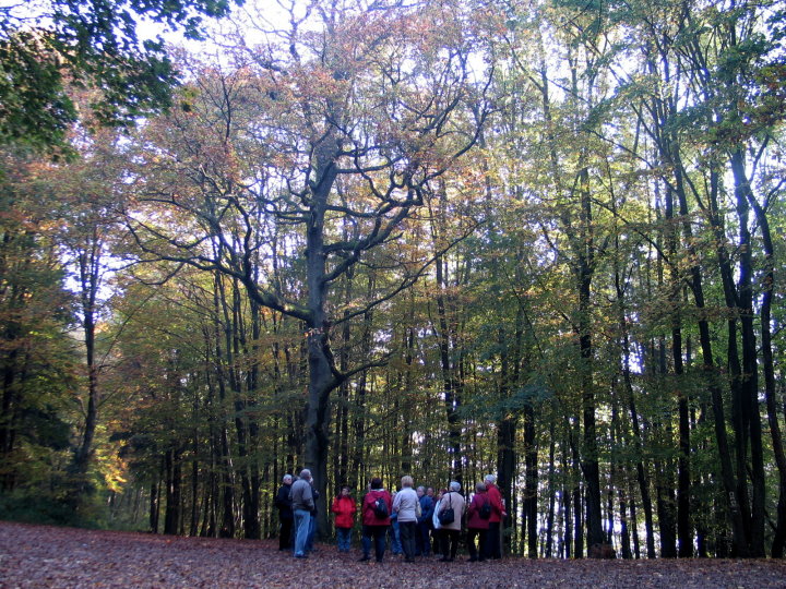 Eine interessante Buche.