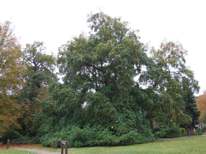 Herrliche alte B�ume waren zu sehen.