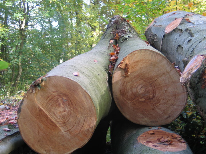 Hans erkl�rte uns wie ein Baum auf bestimmte Ereignisse reagiert.