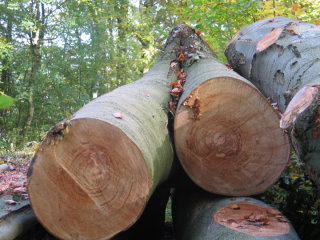 Hans erkl�rte uns wie ein Baum auf bestimmte Ereignisse reagiert.