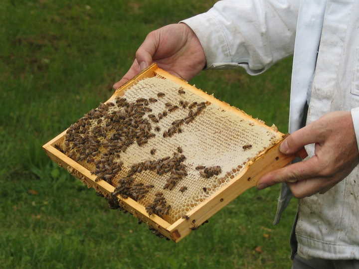 keine Angst vor Bienen
