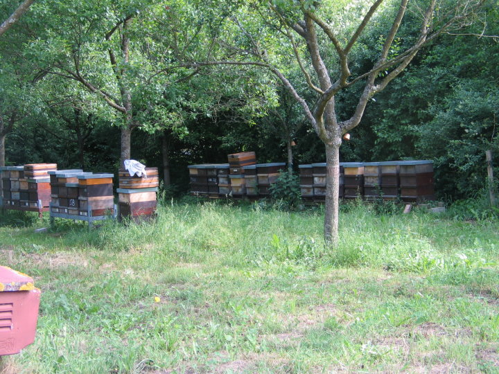 Die Bienenv�lker auf der Obstwiese