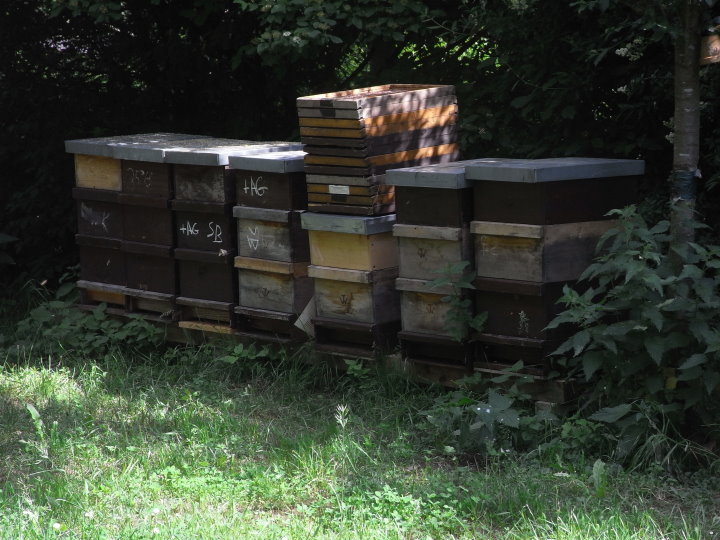 Am Ende der Obstwiese waren die Bienenst�cke zu sehen.