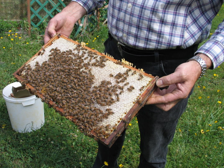 Jetzt konnten sich die Kinder �berzeugen, dass die Bienen absolut �friedlich� waren.