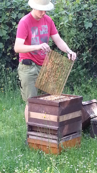 Kleine �Imkerinnen und Imker� konnten sehen wie die Waben aus den K�sten genommen wurden-