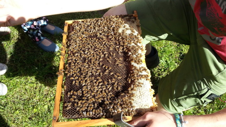 -und staunten, dass die Bienen so friedlich waren.