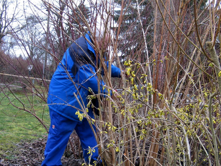 Werner zeigt Grundschnitte hinter der Grillh&uuml;tte.
