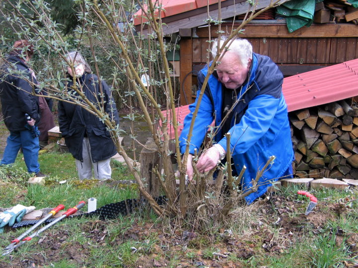 Hier wird Sommerflieder geschnitten
