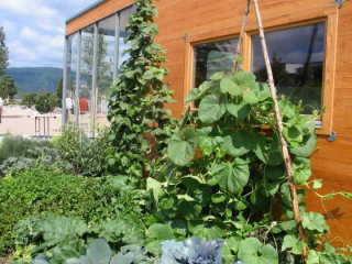 Auch pfiffige Ideen beim Gem&uuml;seanbau.