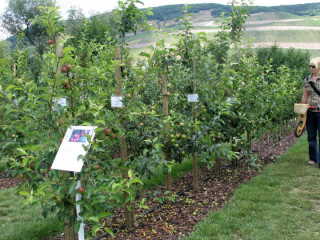 Der Obstanbau kam auch nicht zu kurz.