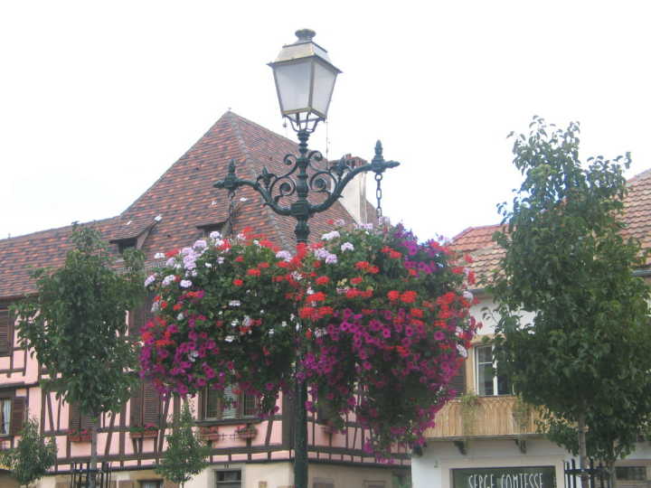 Wir konnten den Blumenschmuck in Rouffach bewundern