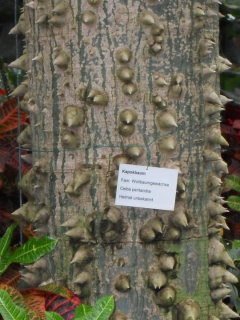 der Kapokbaum mit seinem eigenartigen Stamm