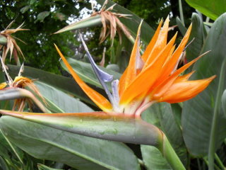 Die Strelitzie (Paradiesvogelblume (Strelitzia reginae) mit ihrer wundersch�nen Bl�te