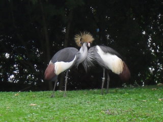 Zu Gast bei den Herren Langbein