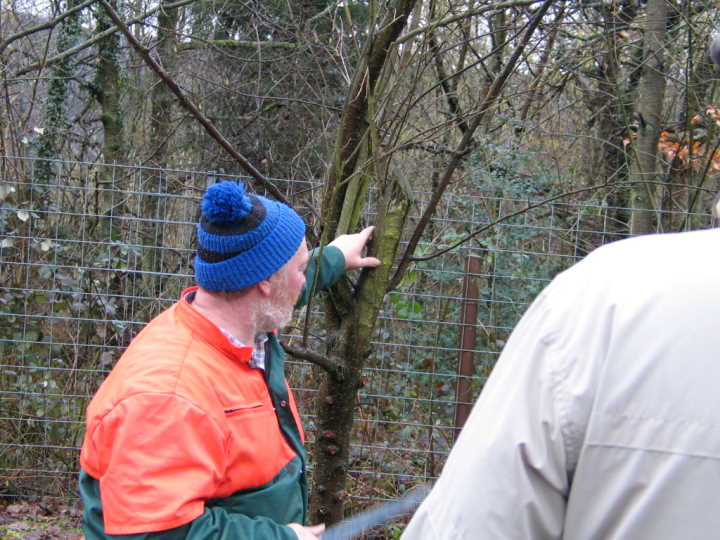Herr Vogeley zeigt auch wann ein Baum eigentlich gef�llt werden sollte.