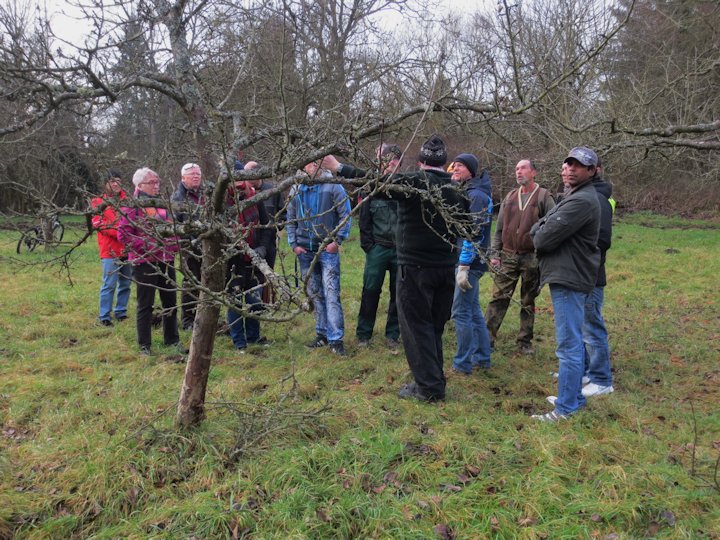Zum Anfang wird der Erziehungsschnitt an einem alten Baum erkl�rt.