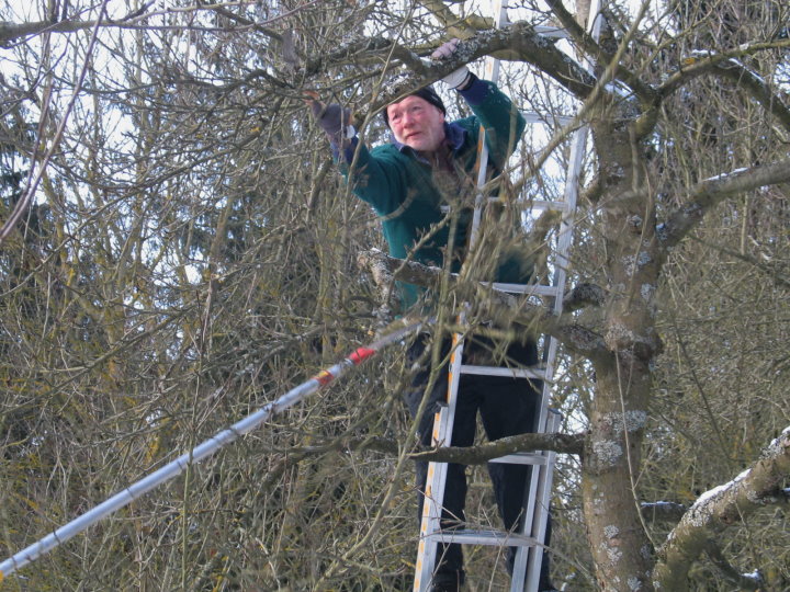 Hans will hoch hinaus, Erkl�rungen an einem alten Apfelbaum.