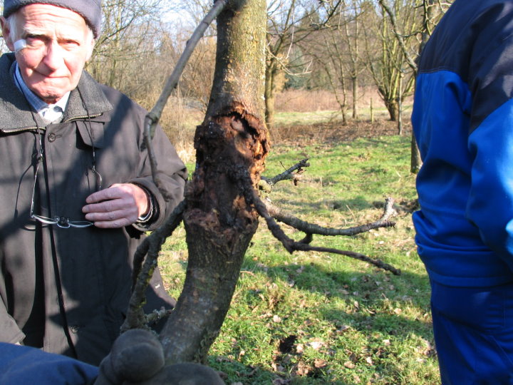 Auch Krankheiten, wie Baumkrebs, werden erkl�rt.