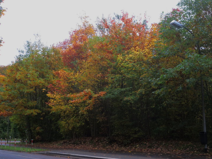 Wundersch�ne Herbstf�rbung.