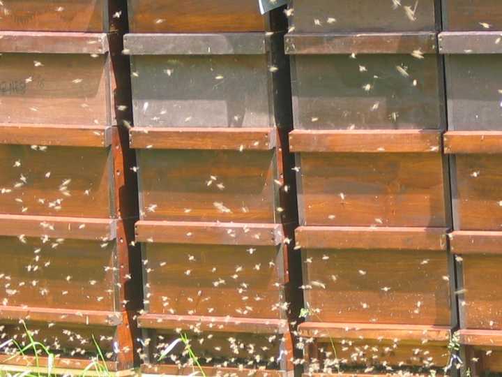 32 Bienenv�lker auf der Obstwiese