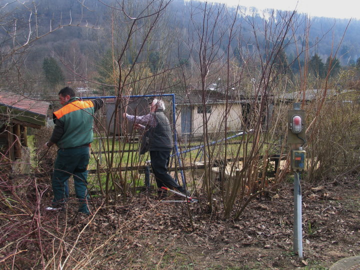 Bei der ersten Aktion wurde bei der Waldblickschenke ein Verj�ngungsschnitt demonstriert