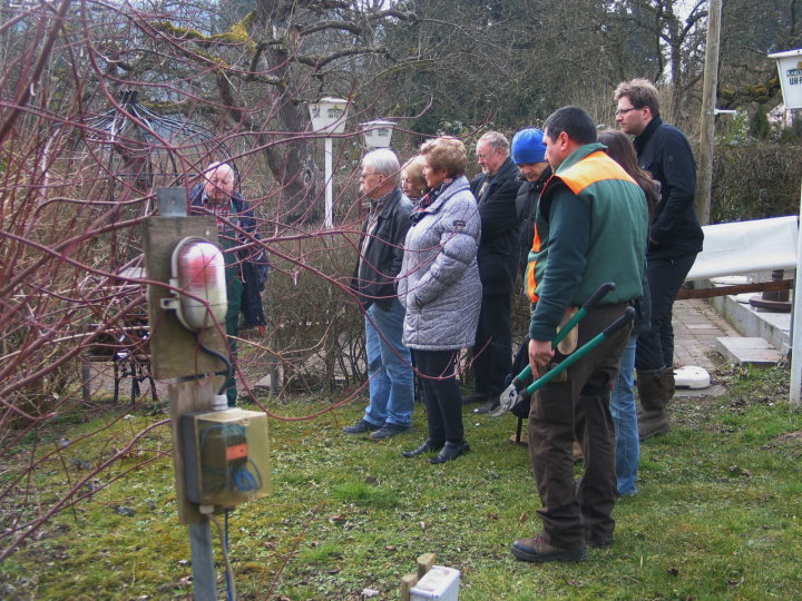 Bei der Forsythie erkl�rte Werner den Schnitt, der jedoch erst nach der Bl�te durchgef�hrt wird. 